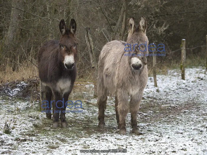 : A pair of donkeys in winter in Haute-Saone : A pair of donkeys in winter in Haute-Saone