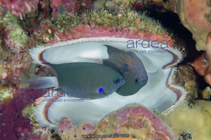 : Pair of Dusky Chromis tending eggs - in empty Variable Thorn : Pair of Dusky Chromis tending eggs - in empty Variable Thorn