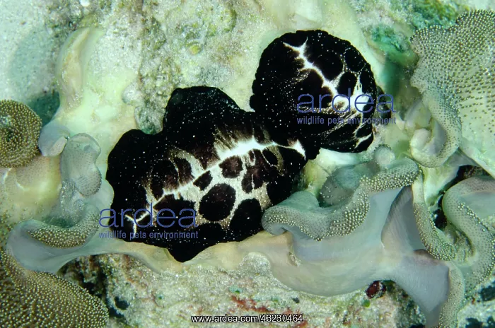 : Pair of Egg Cowries on coral - Batu Gosoh dive : Pair of Egg Cowries on coral - Batu Gosoh dive