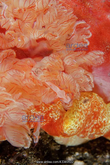 : Pair of Emperor Shrimps on Spanish Dancer (Hexabranchus : Pair of Emperor Shrimps on Spanish Dancer (Hexabranchus