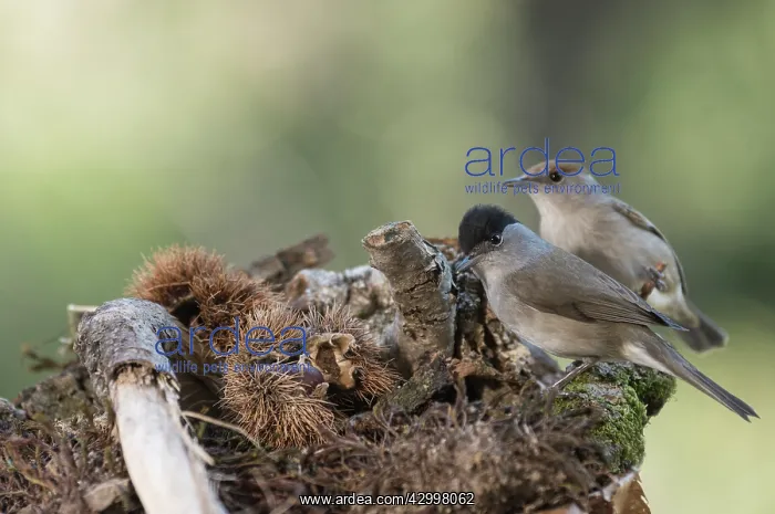 : A pair of Eurasian blackcap (Sylvia atricapilla) : A pair of Eurasian blackcap (Sylvia atricapilla)