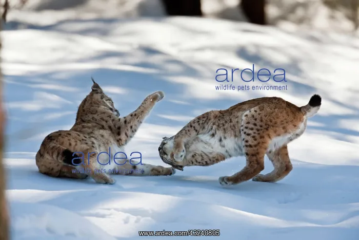 : Pair of Eurasian Lynx (Lynx lynx), subspecies : Pair of Eurasian Lynx (Lynx lynx), subspecies