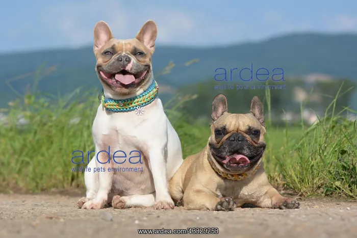: Pair of fawn and red pied French Bulldog dogs we : Pair of fawn and red pied French Bulldog dogs we