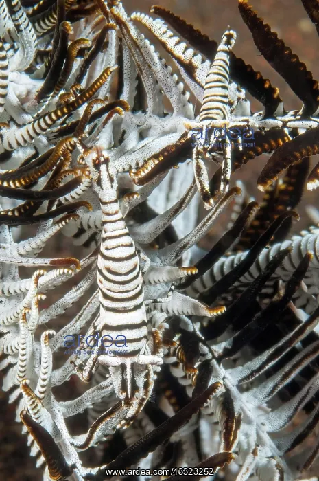 : Pair of feather star (Crinoidea) shrimp (Periclimenes : Pair of feather star (Crinoidea) shrimp (Periclimenes