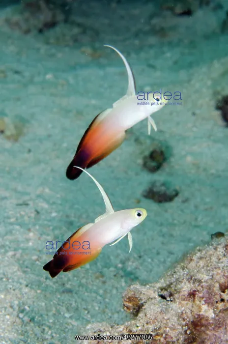 : Pair of Fire Dartfish with erect fins - Post 2 dive site, Me : Pair of Fire Dartfish with erect fins - Post 2 dive site, Me