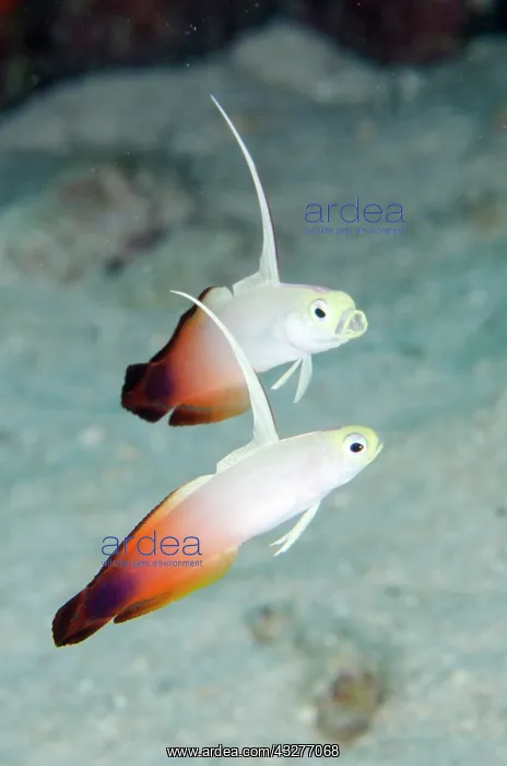 : Pair of Fire Dartfish with erect fins - and one yawning - Po : Pair of Fire Dartfish with erect fins - and one yawning - Po