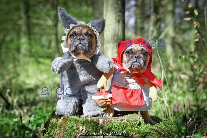 : Pair of French Bulldog dogs dressed up as fairyt : Pair of French Bulldog dogs dressed up as fairyt