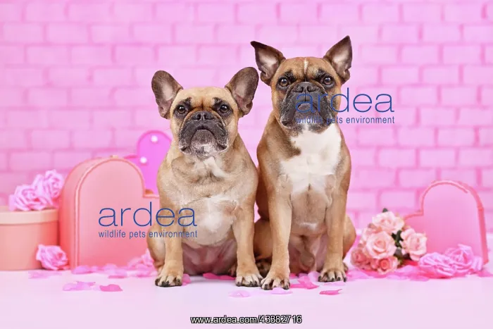 : Pair of French Bulldog dogs srrounded by pink Valentine's : Pair of French Bulldog dogs srrounded by pink Valentine's