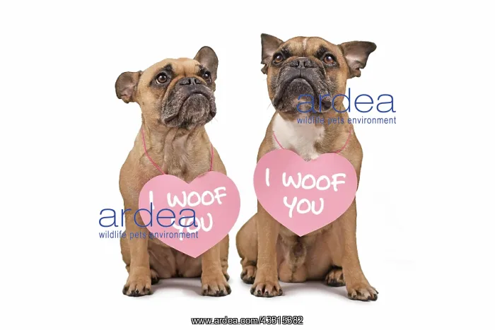 : Pair of French Bulldog dogs with Valentines Day : Pair of French Bulldog dogs with Valentines Day