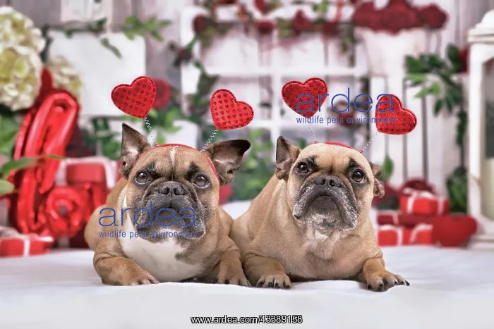 : Pair of French Bulldog dogs with Valentines day : Pair of French Bulldog dogs with Valentines day