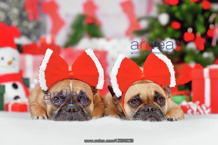 : Pair of French Bulldog dogs wearing Christmas ribbon : Pair of French Bulldog dogs wearing Christmas ribbon