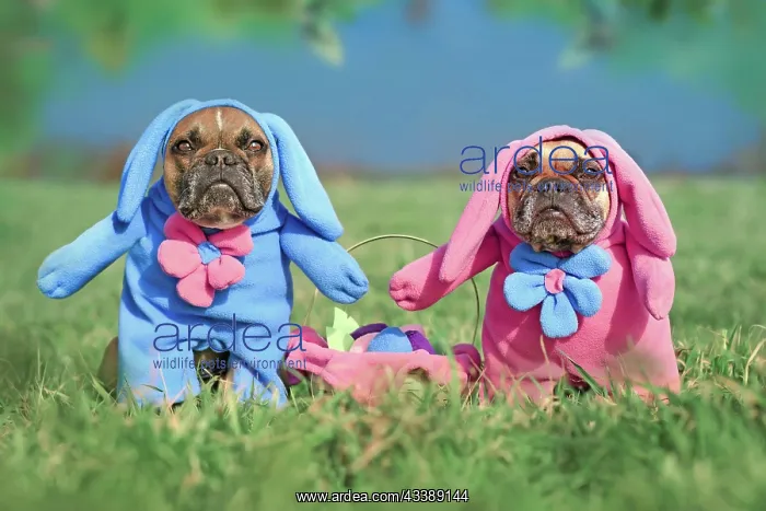 : Pair of French Bulldog dogs wearing funny Easter : Pair of French Bulldog dogs wearing funny Easter
