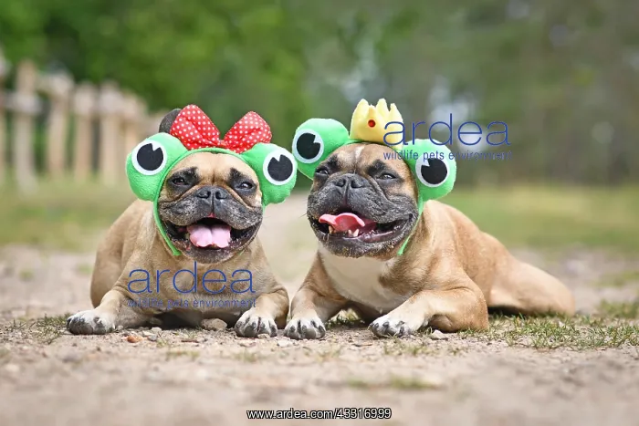 : Pair of French Bulldog dogs wearing funny matching : Pair of French Bulldog dogs wearing funny matching