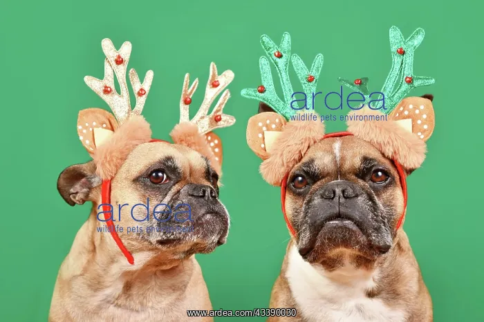: Pair of French Bulldog dogs wearing matching Christmas : Pair of French Bulldog dogs wearing matching Christmas