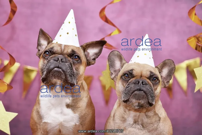 : Pair of French Bulldog dogs wearing New Year's Eve : Pair of French Bulldog dogs wearing New Year's Eve