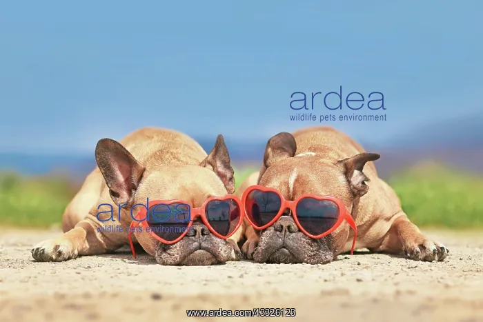 : Pair of French Bulldog dogs wearing red heart shaped : Pair of French Bulldog dogs wearing red heart shaped