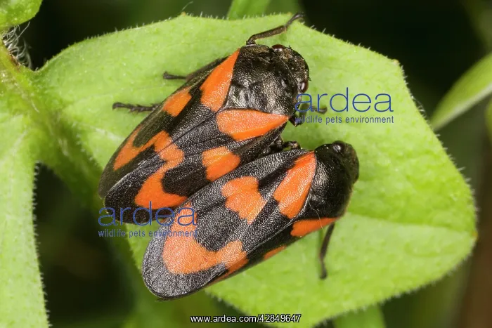 : A pair of Froghoppers - on leaf. Common in UK : A pair of Froghoppers - on leaf. Common in UK