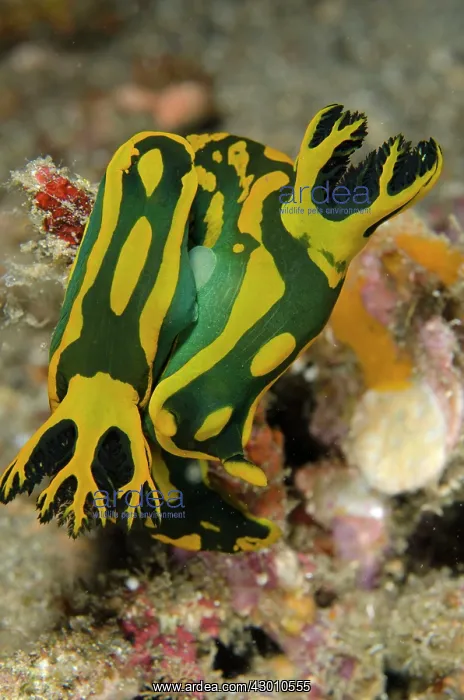 : Pair of Gabriela's Tambja Nudibranch mating Bianca : Pair of Gabriela's Tambja Nudibranch mating Bianca