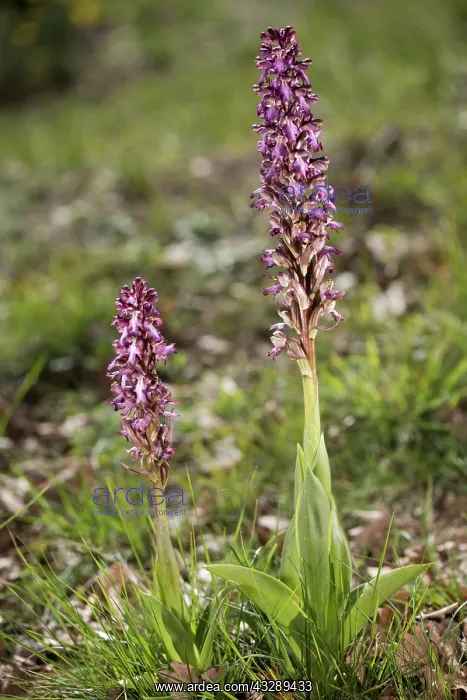 : A pair of giant orchids (Himantoglossum robertianum) in back : A pair of giant orchids (Himantoglossum robertianum) in back