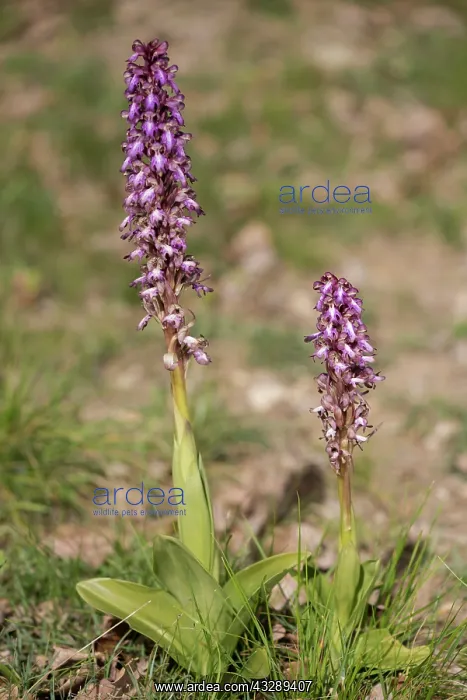 : A pair of giant orchids (Himantoglossum robertianum) growing : A pair of giant orchids (Himantoglossum robertianum) growing