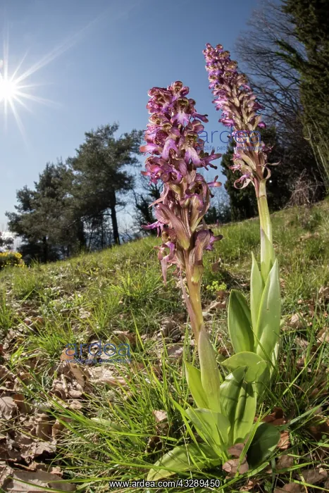  : A pair of giant orchids (Himantoglossum robertianum) growing