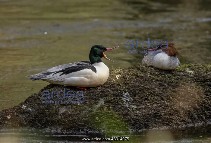 : Pair of Goosander, Mergus merganser, on their br : Pair of Goosander, Mergus merganser, on their br
