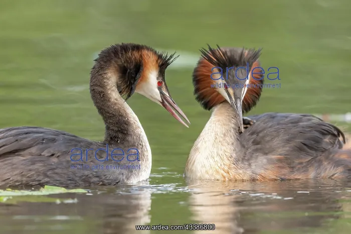 : Pair of Great Crested Grebe (Podiceps cristatus) : Pair of Great Crested Grebe (Podiceps cristatus)