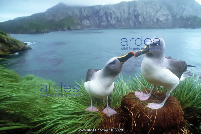 : Pair of grey-headed albatross : Pair of grey-headed albatross