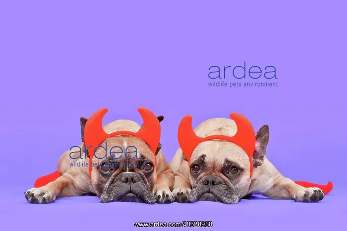 : Pair of Halloween French Bulldog dogs wearing re : Pair of Halloween French Bulldog dogs wearing re