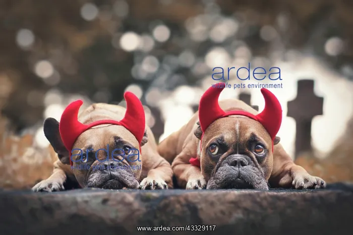 : Pair of Halloween French Bulldog dogs wearing re : Pair of Halloween French Bulldog dogs wearing re