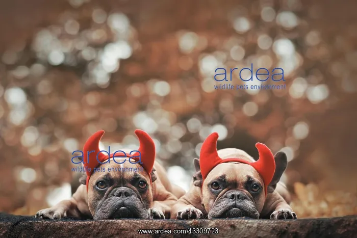 : Pair of Halloween French Bulldog dogs wearing red : Pair of Halloween French Bulldog dogs wearing red
