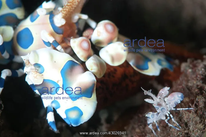 : Pair of Harlequin Shrimp : Pair of Harlequin Shrimp