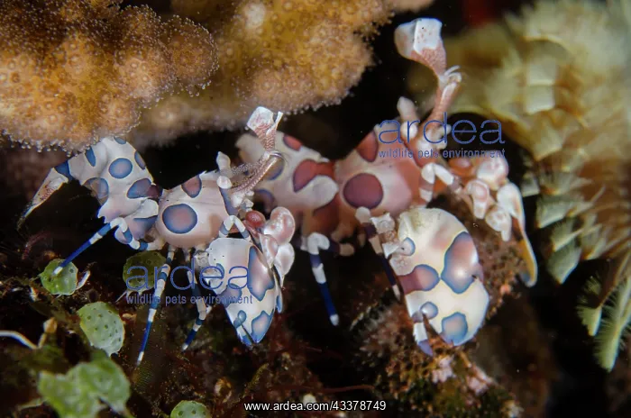 : Pair of Harlequin Shrimps : Pair of Harlequin Shrimps