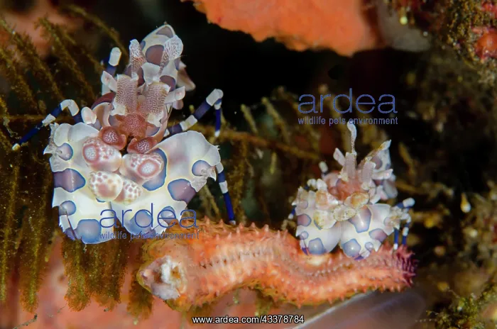 : Pair of Harlequin Shrimps : Pair of Harlequin Shrimps