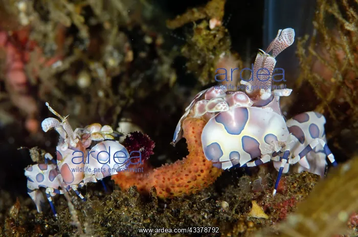 : Pair of Harlequin Shrimps : Pair of Harlequin Shrimps