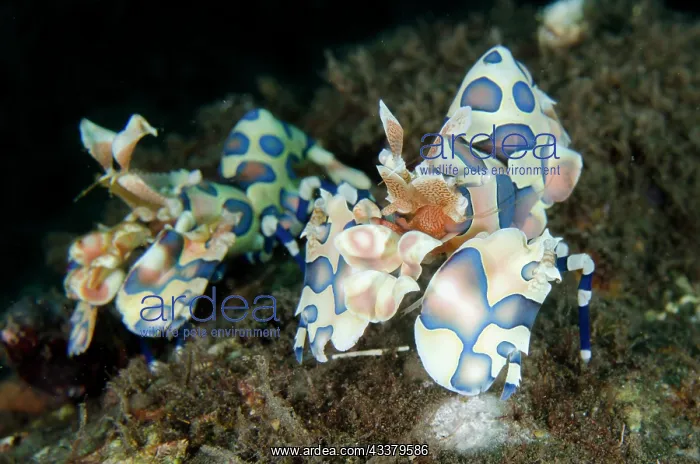 : Pair of Harlequin Shrimps : Pair of Harlequin Shrimps
