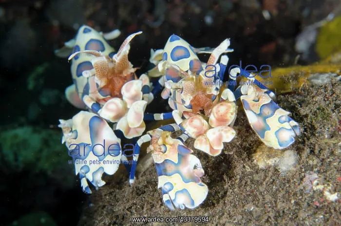 : Pair of Harlequin Shrimps : Pair of Harlequin Shrimps