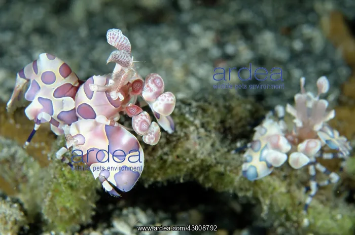 : Pair of Harlequin Shrimps Serena Besar dive site : Pair of Harlequin Shrimps Serena Besar dive site