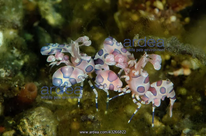  : Pair of Harlequin Shrimps - Sidem dive site, Seraya