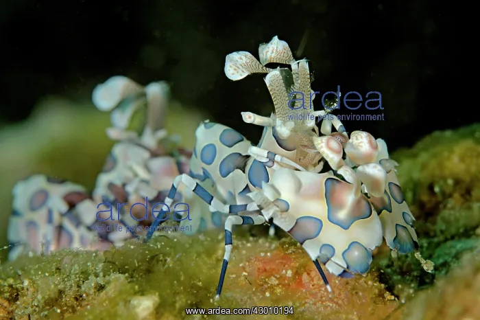 : Pair of Harlequin Shrimps Wainilu dive site, Rinca : Pair of Harlequin Shrimps Wainilu dive site, Rinca