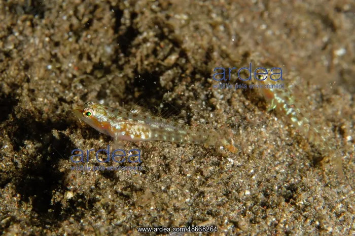 : Pair of Hookcheek Dwarfgobies - recently described (2011) - : Pair of Hookcheek Dwarfgobies - recently described (2011) -