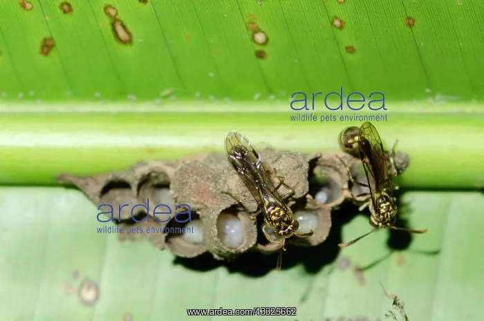 : Pair of Hover Wasps - building mud nest with larvae : Pair of Hover Wasps - building mud nest with larvae