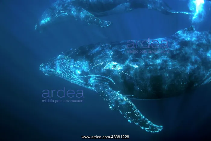 : Pair of Humpback Whales : Pair of Humpback Whales