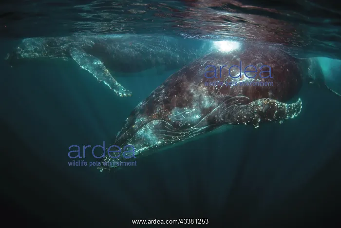 : Pair of Humpback Whales : Pair of Humpback Whales