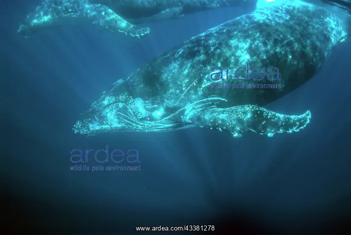 : Pair of Humpback Whales : Pair of Humpback Whales