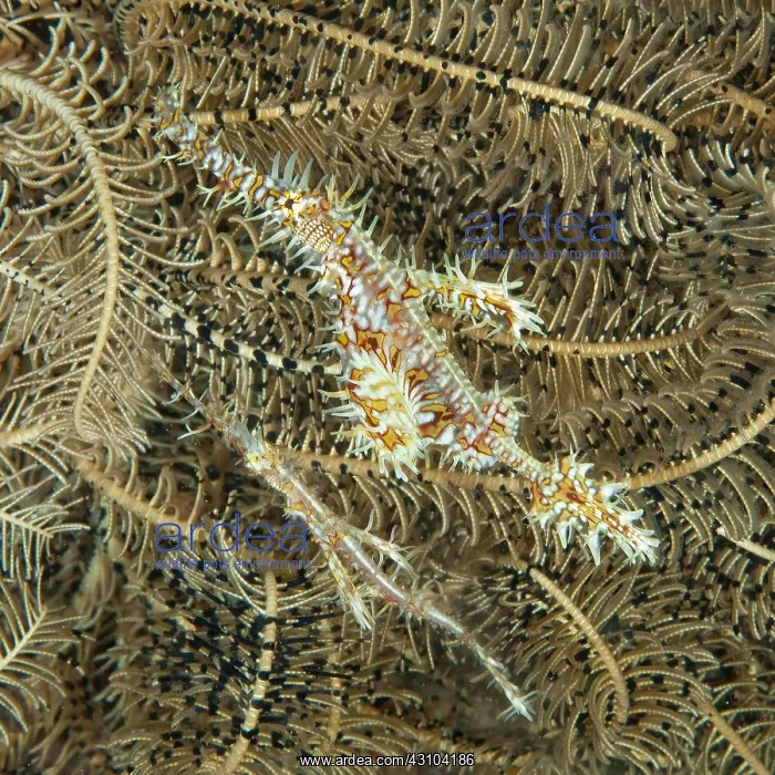 : Pair of jewelled ghost pipefish, ornate ghost pipefish : Pair of jewelled ghost pipefish, ornate ghost pipefish