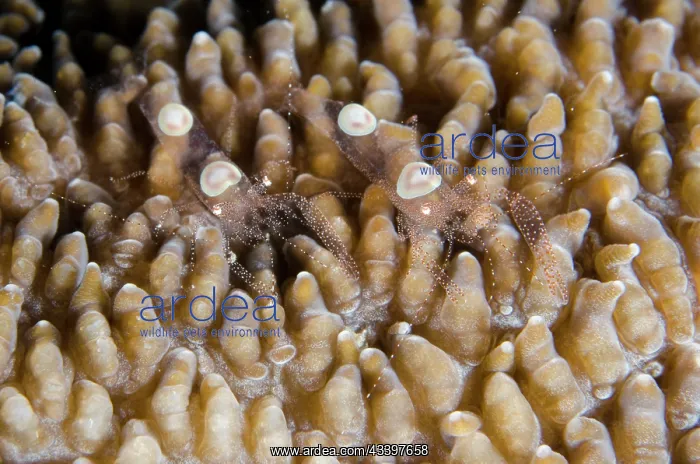 : Pair of juvenile Egg Shell Shrimps : Pair of juvenile Egg Shell Shrimps