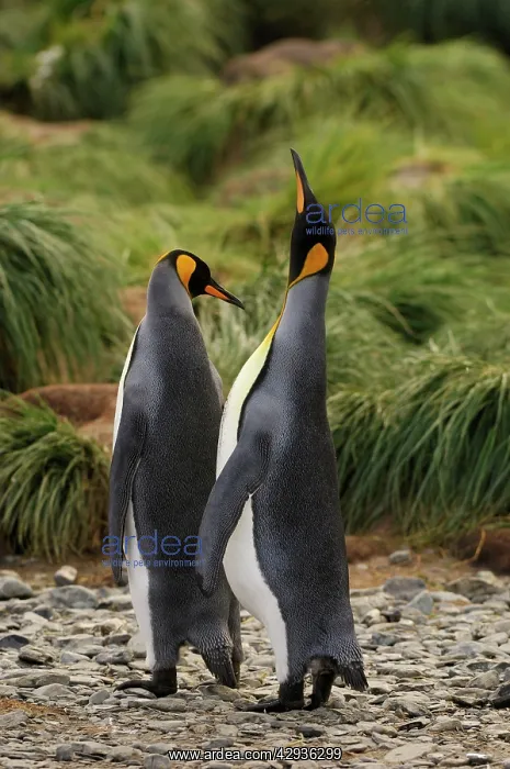 : Pair of King Penguins : Pair of King Penguins