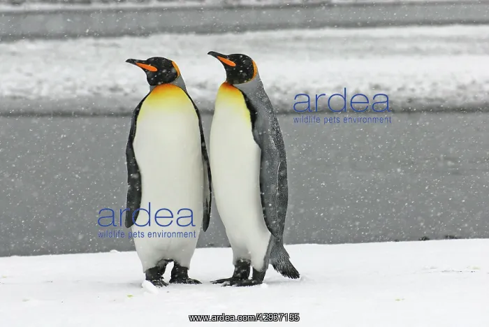 : Pair of King Penguins : Pair of King Penguins
