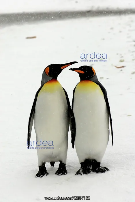 : Pair of King Penguins : Pair of King Penguins